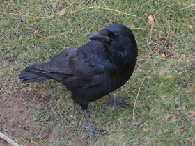 Смотреть фото Чёрная ворона Фото Чёрная ворона