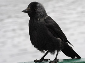 Смотреть фото Галка Фото Галка