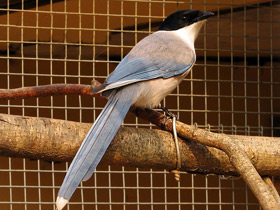 Фото Голубая сорока