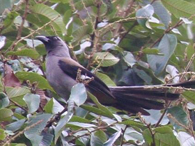 Фото Серогрудая древесная сорока