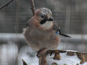 Смотреть фото Сойка Фото Сойка