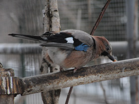 Смотреть фото Сойка Фото Сойка