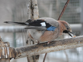 Смотреть фото Сойка Фото Сойка