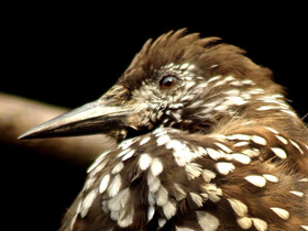 Кедровка Кедровка