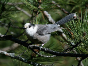Фото Канадская кукша