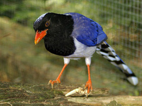 Фото Красноклювая лазоревая сорока