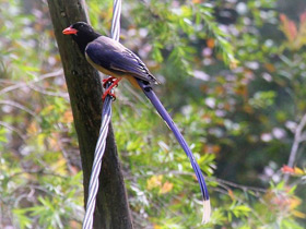 Фото Красноклювая лазоревая сорока