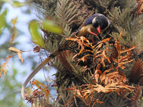 Фото Красноклювая лазоревая сорока