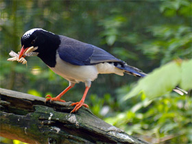 Фото Красноклювая лазоревая сорока