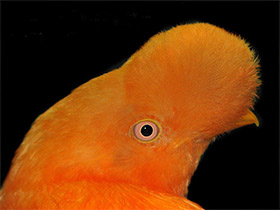 Фото Андский скальный петушок