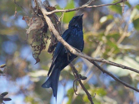 Смотреть фото Бронзовый дронго Фото Бронзовый дронго