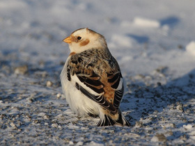 Смотреть фото Пуночка Фото Пуночка