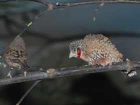 Смотреть фото Красногорлая амадина Фото Красногорлая амадина