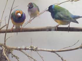 Смотреть фото Амадина Гульда Фото Амадина Гульда