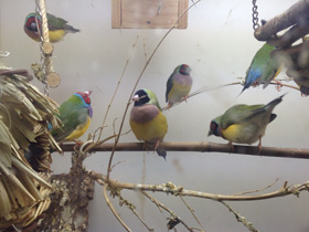 Смотреть фото Амадина Гульда Фото Амадина Гульда