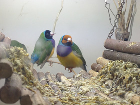 Смотреть фото Амадина Гульда Фото Амадина Гульда