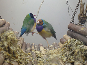 Смотреть фото Амадина Гульда Фото Амадина Гульда