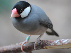 Фото Рисовка