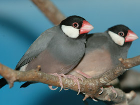 Фото Рисовка