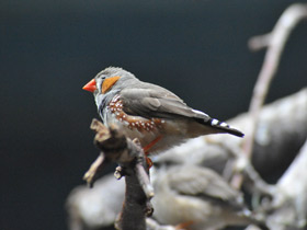 Фото Зебровая амадина