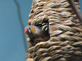 Фото Зебровая амадина