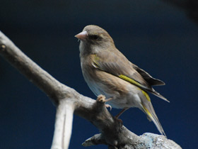 Смотреть фото Зеленушка Фото Зеленушка