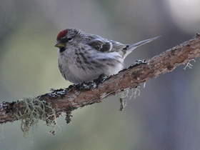 Смотреть фото Обыкновенная чечётка Фото Обыкновенная чечётка