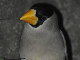 Фото Большой черноголовый дубонос