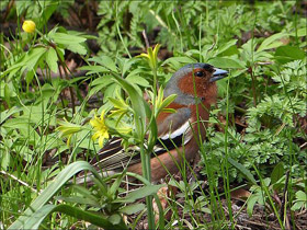 Фото Зяблик