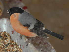 Смотреть фото Снегирь Фото Снегирь