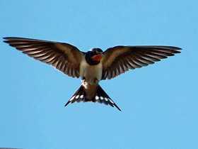 Фото Деревенская ласточка