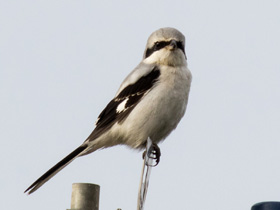 Фото Обыкновенный серый сорокопут