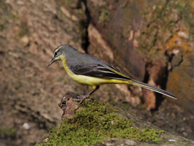 Смотреть фото Горная трясогузка Фото Горная трясогузка