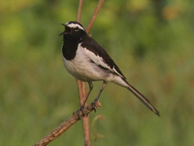 Фото Белобровая трясогузка