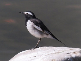 Фото Белобровая трясогузка