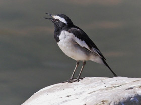 Фото Белобровая трясогузка