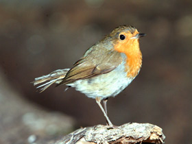 Смотреть фото Зарянка Фото Зарянка