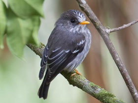 Смотреть фото Желтоклювая мухоловка Фото Желтоклювая мухоловка