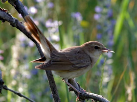Фото Обыкновенный соловей