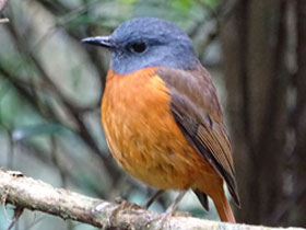 Фото Monticola erythronotus