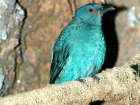 Фото Синий каменный дрозд