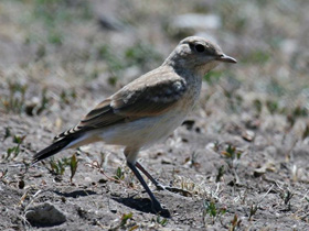 Фото Каменка-плешанка