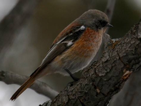 Фото Красноспинная горихвостка