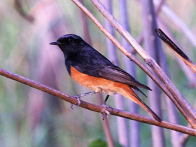 Смотреть фото Горихвостка-чернушка Фото Горихвостка-чернушка