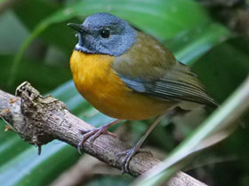 Смотреть фото Белозвёздный дрозд Суиннертона Фото Белозвёздный дрозд Суиннертона