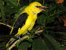 Фото Обыкновенная иволга