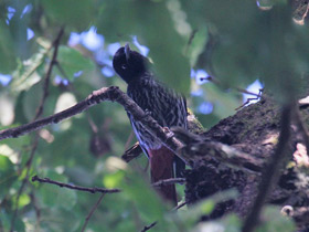 Фото Бордовая иволга