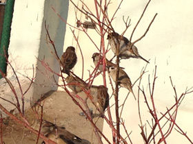 Смотреть фото Городской, или домовый воробей Фото Городской, или домовый воробей