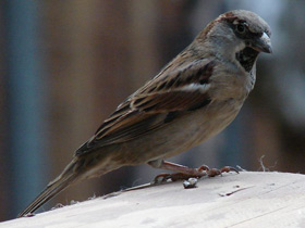 Смотреть фото Городской, или домовый воробей Фото Городской, или домовый воробей