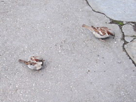 Смотреть фото Городской, или домовый воробей Фото Городской, или домовый воробей